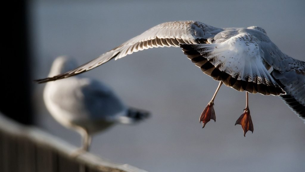 Travel Photography, Sea Gull along the Delaware River in Beverly, New Jersey