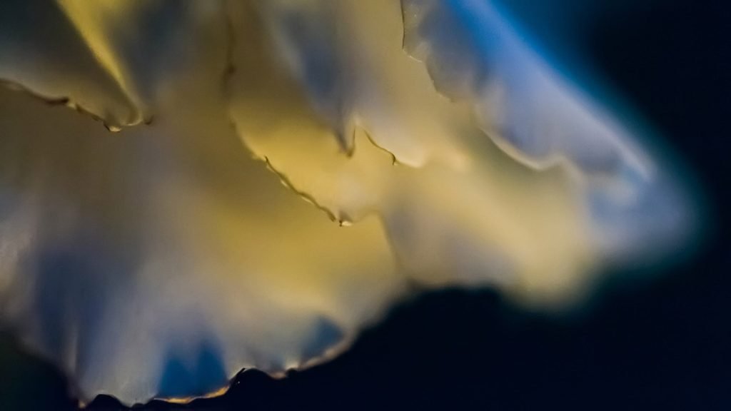 Conceptual Photography, Image of a burning flower