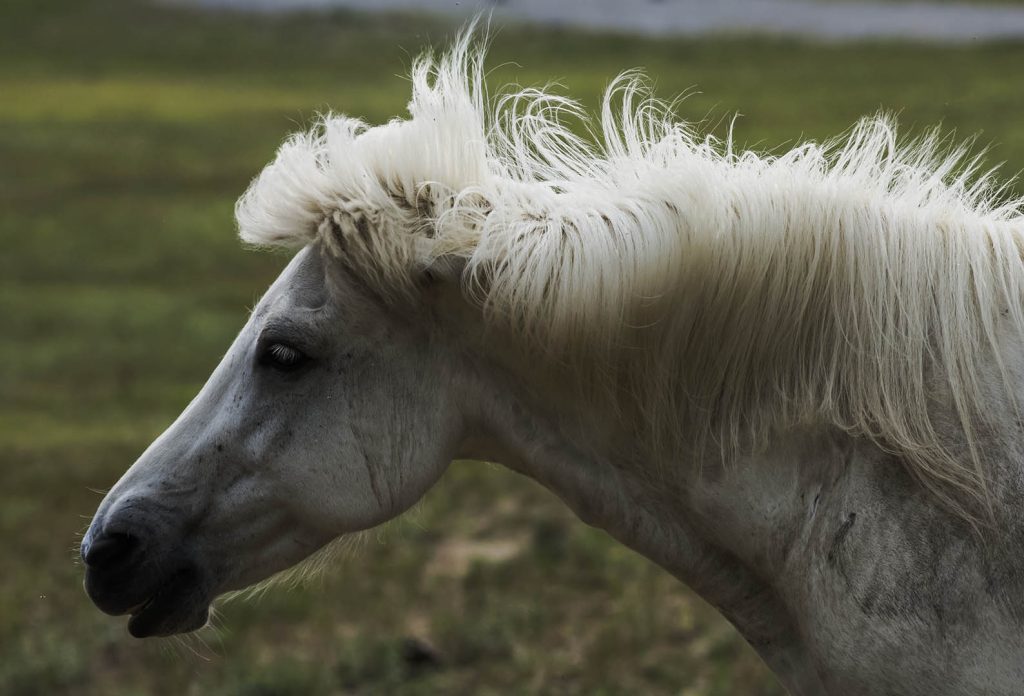Travel Photography, Icelandic Horse in Kinmount, Ontario