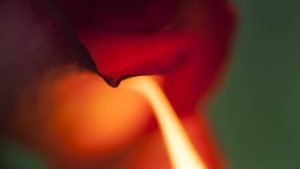 Conceptual & Still Life Photography, Fire Flower Photography - series