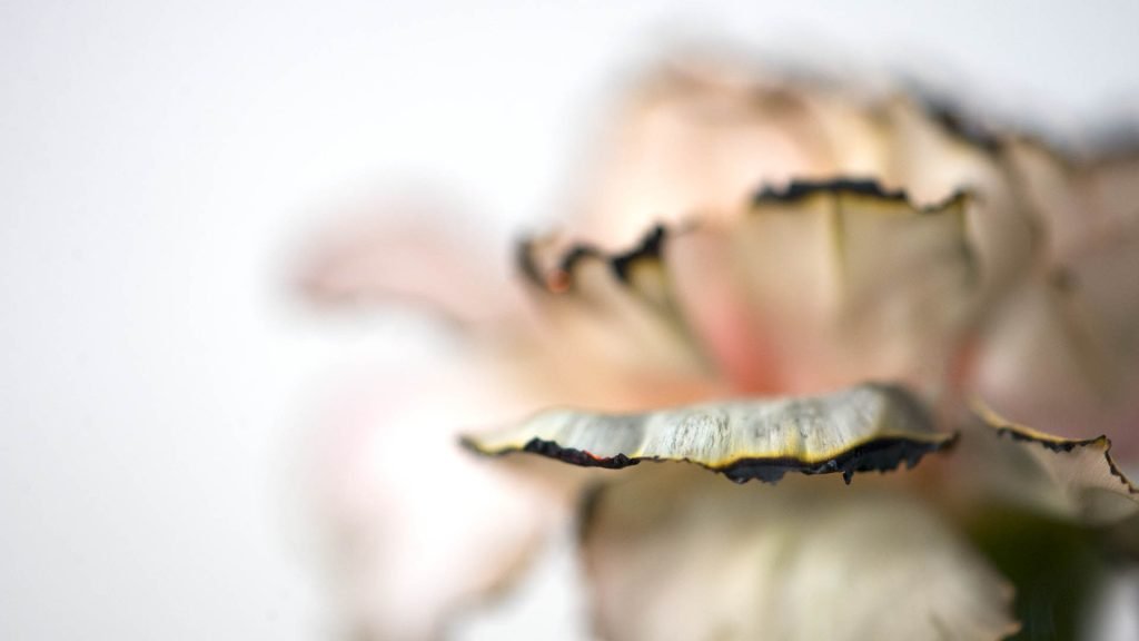 Conceptual & Still Life Photography, Fire Flower Photography - series 6