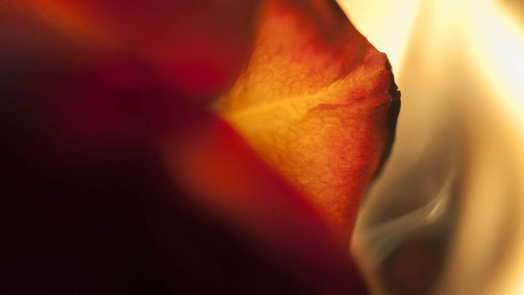 Conceptual & Still Life Photography, Fire Flower Photography - series 5
