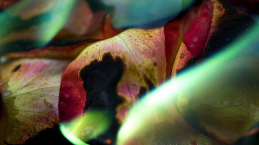 Conceptual & Still Life Photography, Fire Flower Photography - series 4