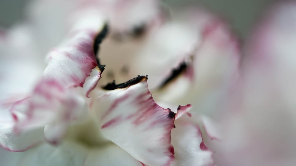 Conceptual & Still Life Photography, Fire Flower Photography - series 3