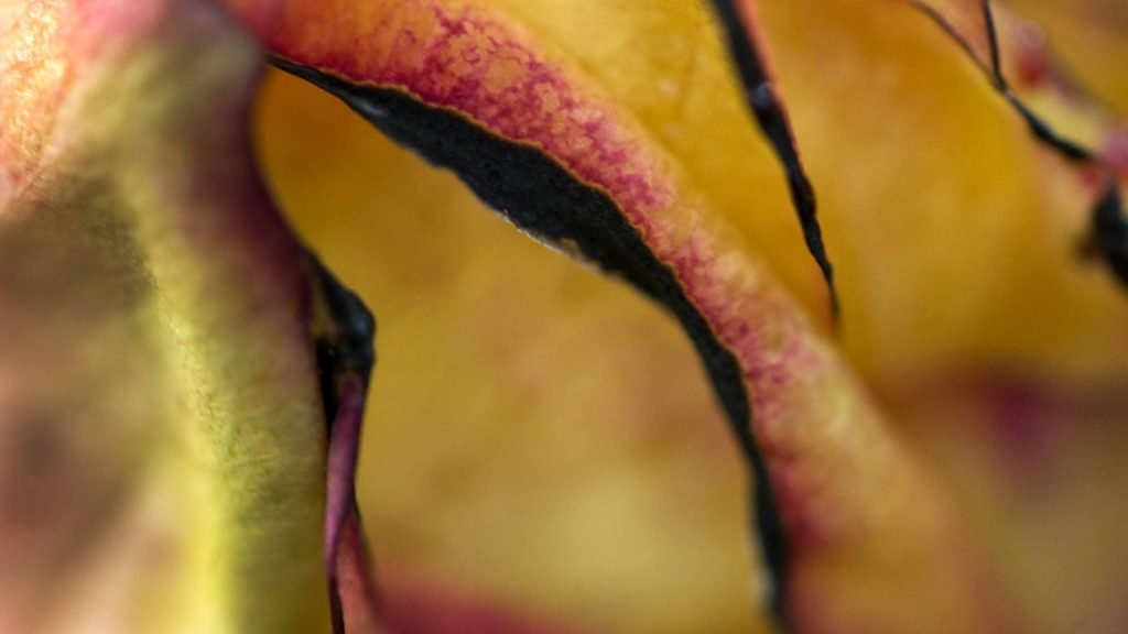 Conceptual & Still Life Photography, Fire Flower Photography - Series 2
