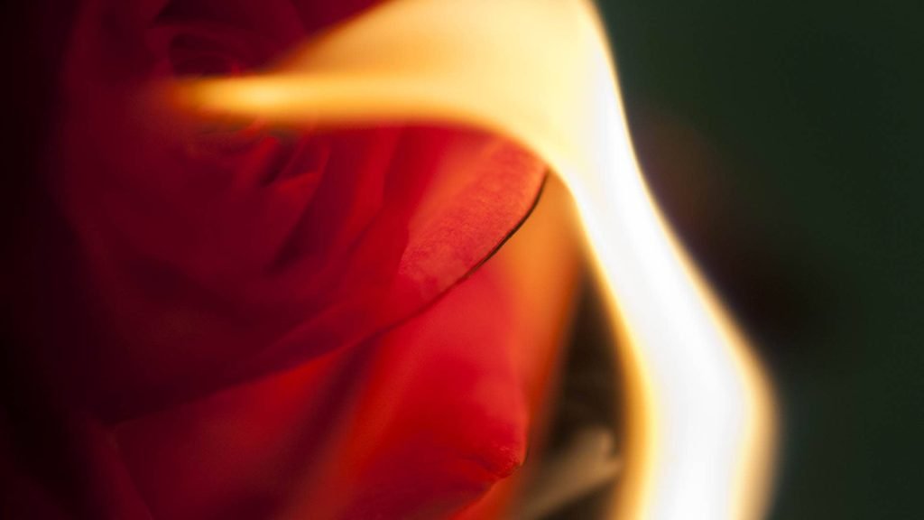 Conceptual & Still Life Photography, Fire Flower Photography - series 1